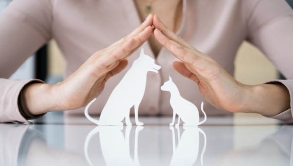 What Boards and Owners Should Know About Managing Pets in Your Chicago Condo Building